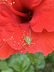 Scudderia