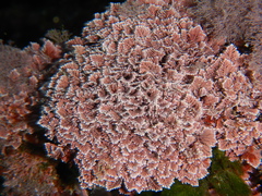 Corallina ferreyrae