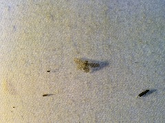 Nallachius americanus