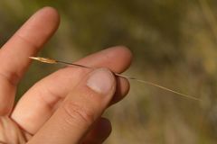 Hesperostipa curtiseta