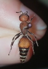 Dasymutilla creon