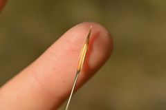 Hesperostipa curtiseta