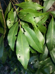 Elaeocarpus obovatus