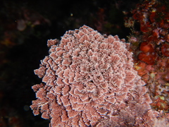 Corallina ferreyrae