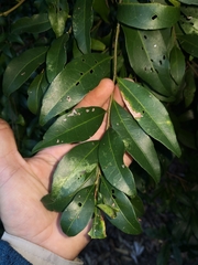 Elaeocarpus obovatus