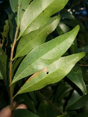 Elaeocarpus obovatus