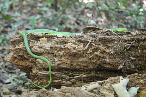 Chlorosoma laticeps