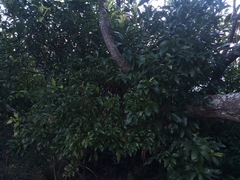 Elaeocarpus obovatus