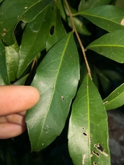 Elaeocarpus obovatus