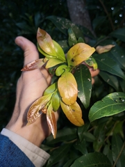 Elaeocarpus obovatus