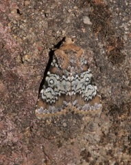 Hemibryomima chryselectra