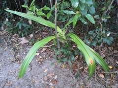 Crinum pedunculatum