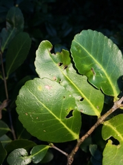 Elaeodendron australe