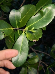 Elaeodendron australe