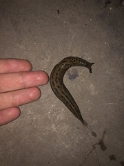 Limax maximus