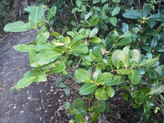 Elaeodendron australe