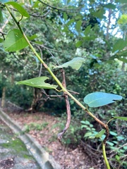 Phraortes stomphax