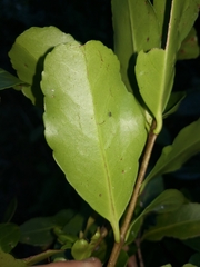 Elaeodendron australe