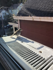 Passer domesticus