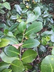 Elaeodendron australe