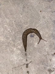 Limax maximus