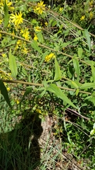 Helianthus schweinitzii