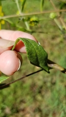 Helianthus schweinitzii
