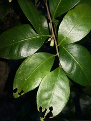 Vanguerieae