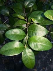Vanguerieae