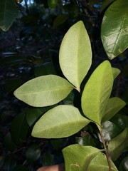 Vanguerieae