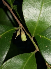 Vanguerieae