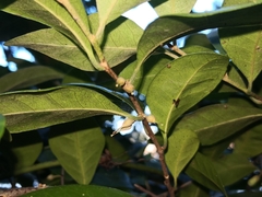 Vanguerieae