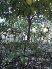 Vanguerieae