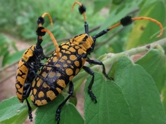 Aristobia approximator