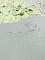 Utricularia purpurea
