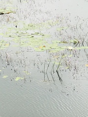 Utricularia purpurea