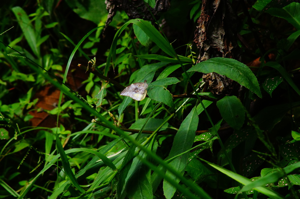 Lieinix nemesis nayaritensis