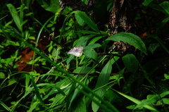 Lieinix nemesis nayaritensis