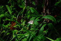 Lieinix nemesis nayaritensis