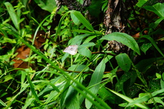 Lieinix nemesis nayaritensis