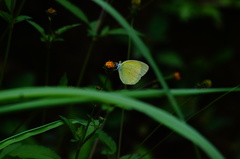 Pyrisitia dina