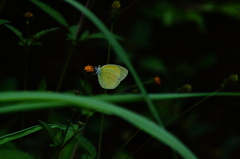Pyrisitia dina