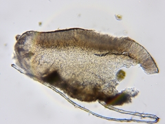 Bacidia rubella