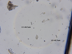 Bacidia rubella