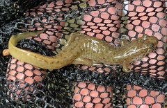 Desmognathus welteri