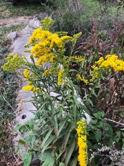 Solidago