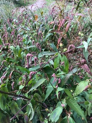 Persicaria