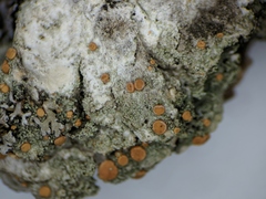Bacidia rubella
