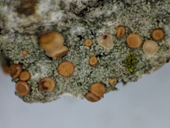 Bacidia rubella