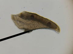 Bacidia rubella